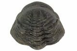 Wide, Enrolled Pedinopariops Trilobite - Mrakib, Morocco #125101-1